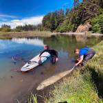 A rare King-of-the-Salmon 4 1/2 feet long was found washed up at Salt Creek Recreation Area Sunday. These fish normally live at a depth of 3,000 feet and are rarely seen alive.