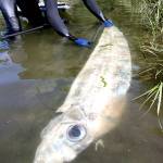 A rare King-of-the-Salmon 4 1/2 feet long was found washed up at Salt Creek Recreation Area Sunday. These fish normally live at a depth of 3,000 feet and are rarely seen alive.