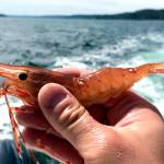 OUTDOORS: Shrimping a tasty option