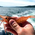 Shrimping in the prime Hood Canal and Discovery Bay shrimping districts got underway Thursday and will continue Monday and on other dates in June and July.