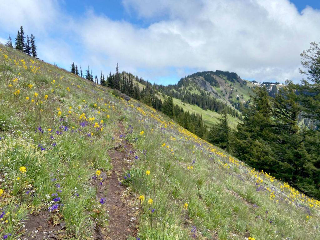 Wildflowers are in bloom along the 8-mile trail from Madison Falls to Hurricane Hill. (Rob Ollikainen/Peninsula Daily News)