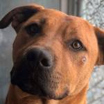 Donations doubled through July 15 at Olympic Peninsula Humane Society