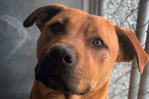 Donations doubled through July 15 at Olympic Peninsula Humane Society