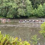 Back Country Horsemen Mt Olympus chapter members Larry and Sherry Baysinger, along with Boone Jones, use their horses and mules to pack tools across the Bogacheil River they will be used for trail work by volunteers from the Washington Trails Association. (Rebecca Wanagel)