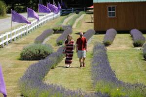 Lavender farms open with safety precautions