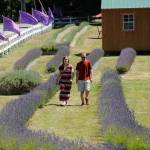 Visitors walk through the lavender field at Nelsons Duckpond and Lavender Farm in 2019. This summer, farms require masks/face coverings inside lavender farm shops and some require or recommend them in lavender fields to prevent the potential spread of the 2019 novel coronavirus. (Matthew Nash/Olympic Peninsula News Group file)