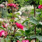When tending roses, not only do you carefully deadhead them every day or two, but make sure you cut leaves for future sturdy, erect stems. (Andrew May/For Peninsula Daily News)