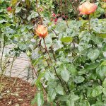 Disbuddng roses will produce quality, long stem, florist-grade cut flowers. It is accomplished by simply removing all side buds except the main terminal bud, as seen here. (Andrew May/For Peninsula Daily News)