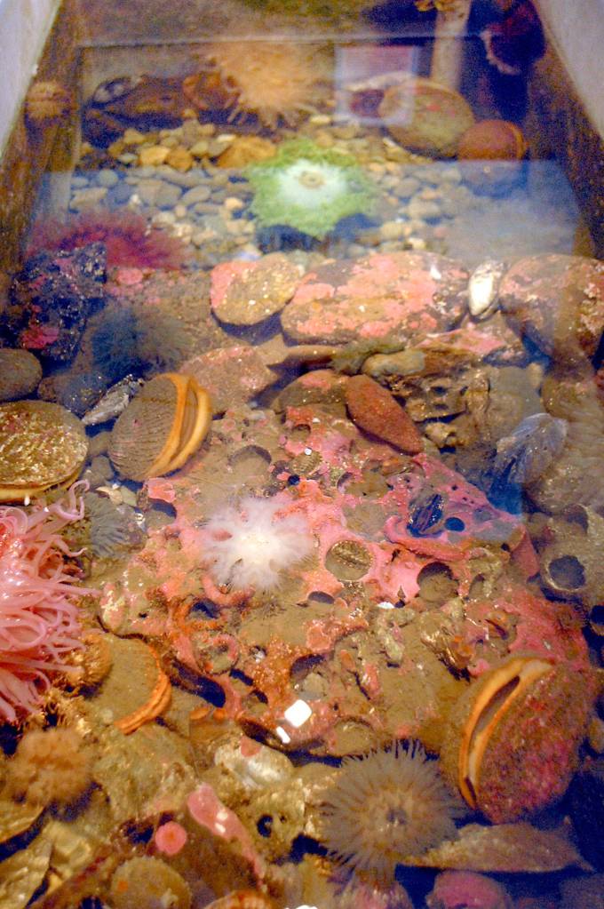 A viewing tank containing urchins and other marine animals is now available for Feiro Marine Life Center visitors who make reservations. (Keith Thorpe/Peninsula Daily News)