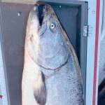 OUTDOORS: Marine Area 9 joins the salmon season party
