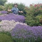 Lavender grows so magnificently here on the Peninsula, as do all Mediterranean herbs. (Andrew May/For Peninsula Daily News)