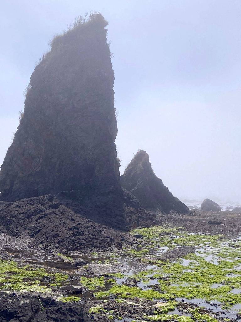 Green algae flourishes in the shadow of a sea stack. (Rob Ollikainen/Peninsula Daily News)