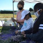 Family friends, from left, Amara Gonzalez, 13, ELizabeth Ramriez, 11, and Belinda Ramirez, 13, make lavender wreaths together at the new lavender farm Rancho La Morada off Marine Drive. The farms co-owner Juan Gonzalez said his family has cultivated lavender for years and they wanted to open their farm this year. (Matthew Nash/Olympic Peninsula News Group)