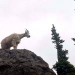 Goat removal reaches next act