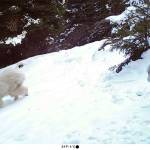 A collared mountain goat kid translocated from the Olympic Mountains follows an uncollared resident billy in this game trail image captured near Harts Pass in the Methow River drainage in Wenatchee-Okanogan National Forest. (Scott Fitkin/Washington Department of Fish and Wildlife)