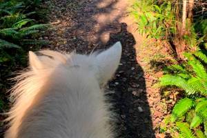 HORSEPLAY: Watch out for wildlife on the trails