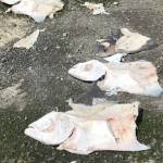 OUTDOORS: Halibut open off coast, in Strait and Puget Sound