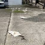 A number of discarded halibut carcasses were discovered at the Ediz Hook boat launch in Port Angeles around midday Sunday, Aug. 2, 2020. Halibut was not in season at the time. (Photo courtesy of Pete Rosko)
