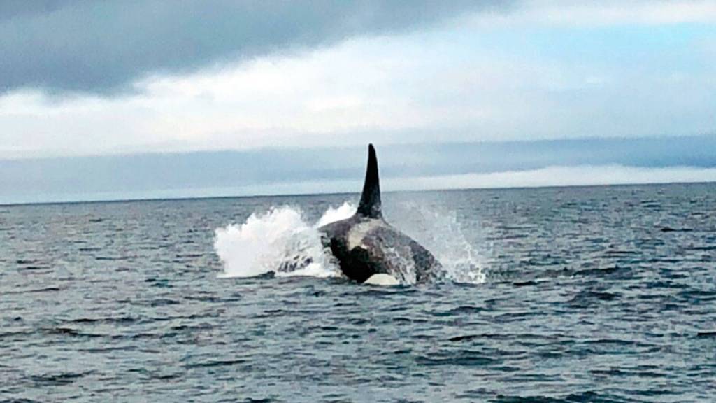 The fishing trio of Larry Surdyk, Mike Surdyk and Tony Petosa caught their limits of salmon this week off Neah Bay and were treated to a display by an orca whale.
