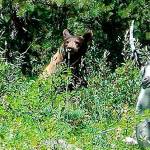 OUTDOORS: Be ‘bear aware’ at Miller Peninsula