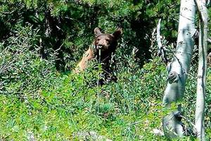 OUTDOORS: Be ‘bear aware’ at Miller Peninsula
