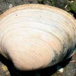 OUTDOORS: Port Townsend, Admiralty Inlet beaches added to shellfish closures