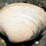 Shellfish harvesting has been closed on more Jefferson County beaches due to biotoxins. (Washington Department of Fish and Wildlife)