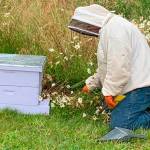 Green Thumbs series spotlights beekeeping
