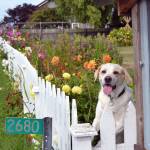 Tucker, a lab/Pyrenees, greets visitors to Mikel Townsleys flower stand in Dungeness with a big smile. (Matthew Nash/Olympic Peninsula News Group)