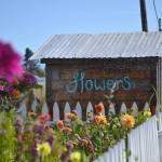 Ryan and Tom Schaafsma helped Mikel Townsley build her flower stand this summer in exchange for a fresh bouquet each week for Ryans vacation rental by owner. (Matthew Nash/Olympic Peninsula News Group)