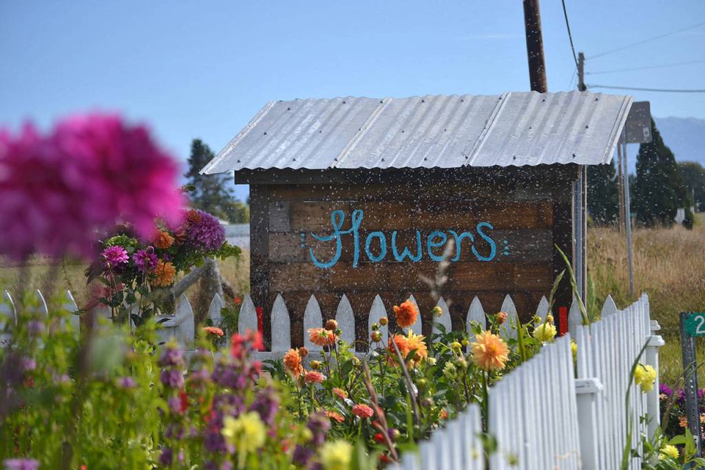 Ryan and Tom Schaafsma helped Mikel Townsley build her flower stand this summer in exchange for a fresh bouquet each week for Ryans vacation rental by owner. (Matthew Nash/Olympic Peninsula News Group)