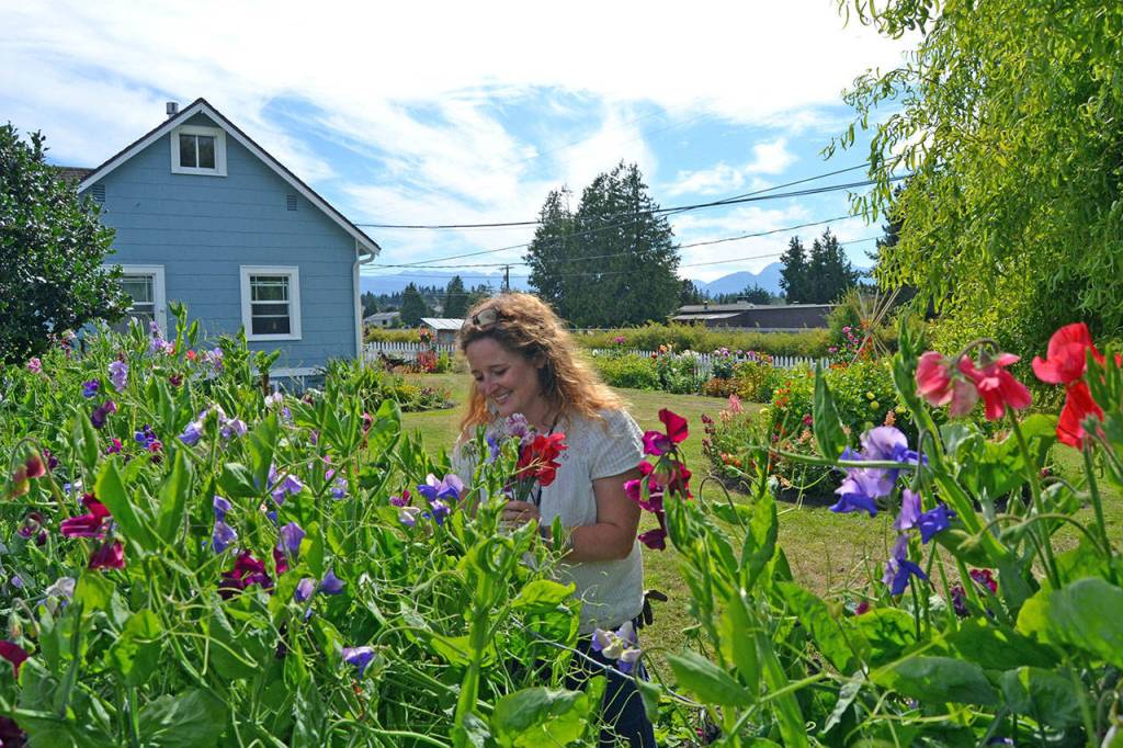 Sweet peas and dahlias are two of Mikel Townsleys favorites in her garden. Proceeds from bouquet sales will help with some expenses of obtaining a masters degree in social work. (Matthew Nash/Olympic Peninsula News Group)