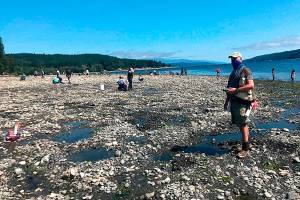 OUTDOORS: Oysters to close on three Hood Canal beaches