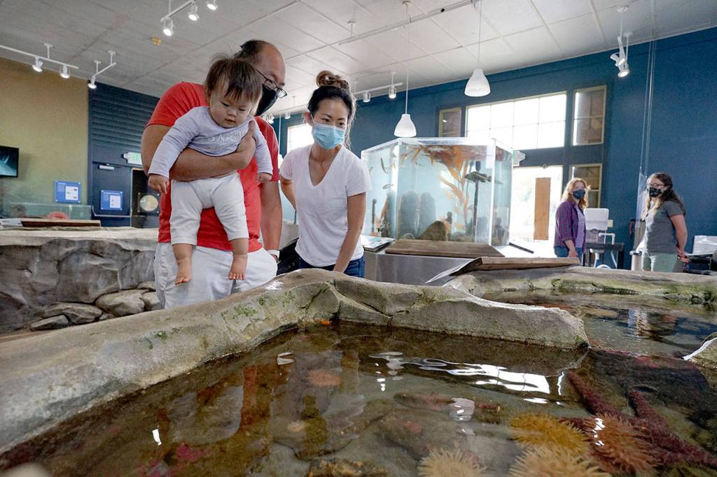 Michael and Miki Kim peer down at sea stars and anemones with their 1-year-old daughter Mikaela on Friday at the Port Townsend Marine Science Centers aquarium on the pier at Fort Worden State Park. (Nicholas Johnson/Peninsula Daily News)