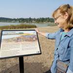 Zan Manning admires the artwork of longtime Port Townsend resident Larry Eifert on Thursday. A sign accompanies a description of Native peoples centuries-long use of the land in Port Townsend. Manning wrote narrative descriptions for five new interpretive panels along a trail at Chinese Gardens based on several years of research into the natural and cultural history of the area. (Nicholas Johnson/Peninsula Daily News)