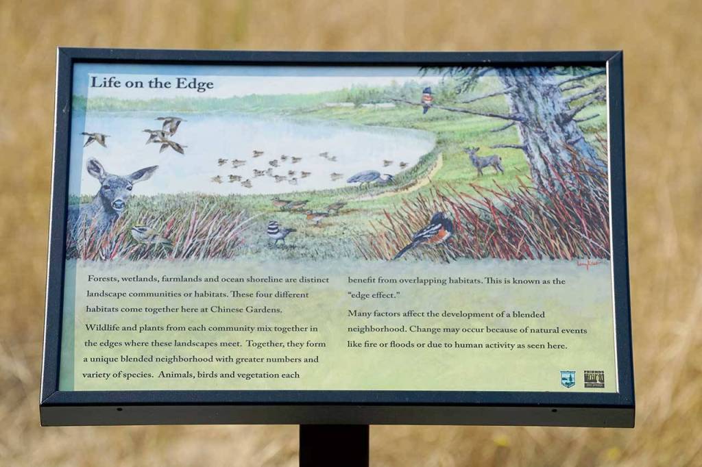 The first of five new interpretive panels on a trail along the Chinese Gardens lagoon describes the edge effect in which different ecosystems overlap, resulting in a rich diversity of plants, trees, animals and birds. (Nicholas Johnson/Peninsula Daily News)