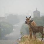 Two deer pause Saturday morning while grazing along Washington Street just uphill from a smoke-shrouded downtown Port Townsend. (Nicholas Johnson/Peninsula Daily News)