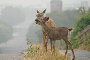 Breathing may be hazardous to your health