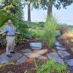 Gunnera leaves can be 4- to 5-feet across while growing to a clump of 600 square feet or more. (Andrew May/For Peninsula Daily News)