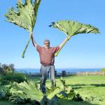 Leaves of a Gunnera plant, that we affectionately call the dinosaur plant, in the garden of Colettes Bed Breakfast. (Andrew May/For Peninsula Daily News)