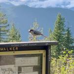 Mount Walker hike offers spectacular views, variety of birds