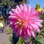 (Keith Thorpe/Peninsula Daily News)