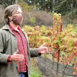Diane Urbani de la Paz /for Peninsula Daily News  On land at the center of town, Port Townsend Vineyards winemaker Ben Thomas works with grapes from all over Europe.