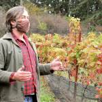 On land at the center of town, Port Townsend Vineyards winemaker Ben Thomas works with grapes from all over Europe. (Diane Urbani de la Paz /for Peninsula Daily News)