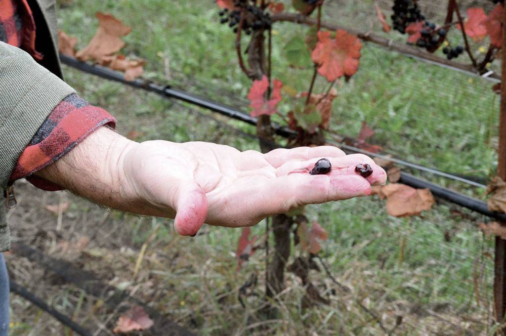 Varietals at Port Townsend Vineyards property include the Golubok grape from Russia. (Diane Urbani de la Paz /for Peninsula Daily News)