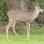A deer walks down the side of Redwood Street on Monday in Port Townsend. In other parts of the county, deer season is open with a license in specific areas through the end of the month. Regulations and where hunting is permitted can be found at www.wdfw.wa.gov. (Zach Jablonski/Peninsula Daily News)