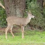 (Zach Jablonski/Peninsula Daily News)