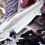 Jerry Wright of Jerry's Bait and Tackle in Port Angeles caught and released this wild steelhead hen while fishing the Sol Duc River on Tuesday. Wright said it's the earliest he's ever caught a wild steelhead.