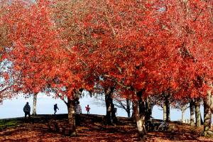 Keith Thorpe/Peninsula Daily News
Visitors to John Wayne Marina near Sequim walk under colorful foliage in a small park at the marina entrance on Wednesday.