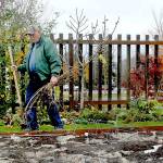 Floyd Liljedahl of Port Angeles, a master gardener with the Washington State University Extension Service, looks over a plant bed as he prepares a portion of the Fifth Street Community Garden in Port Angeles for the winter season. He added ground cover to the plot on Wednesday and removed unwanted plant material. (Keith Thorpe/Peninsula Daily News)